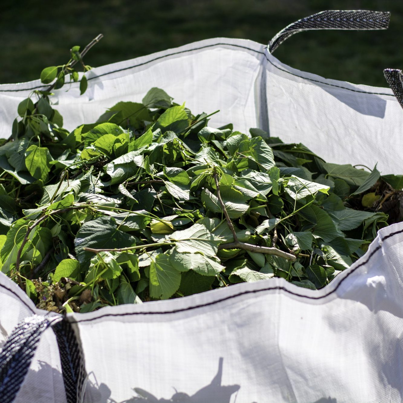 dreamstime_m_183752064