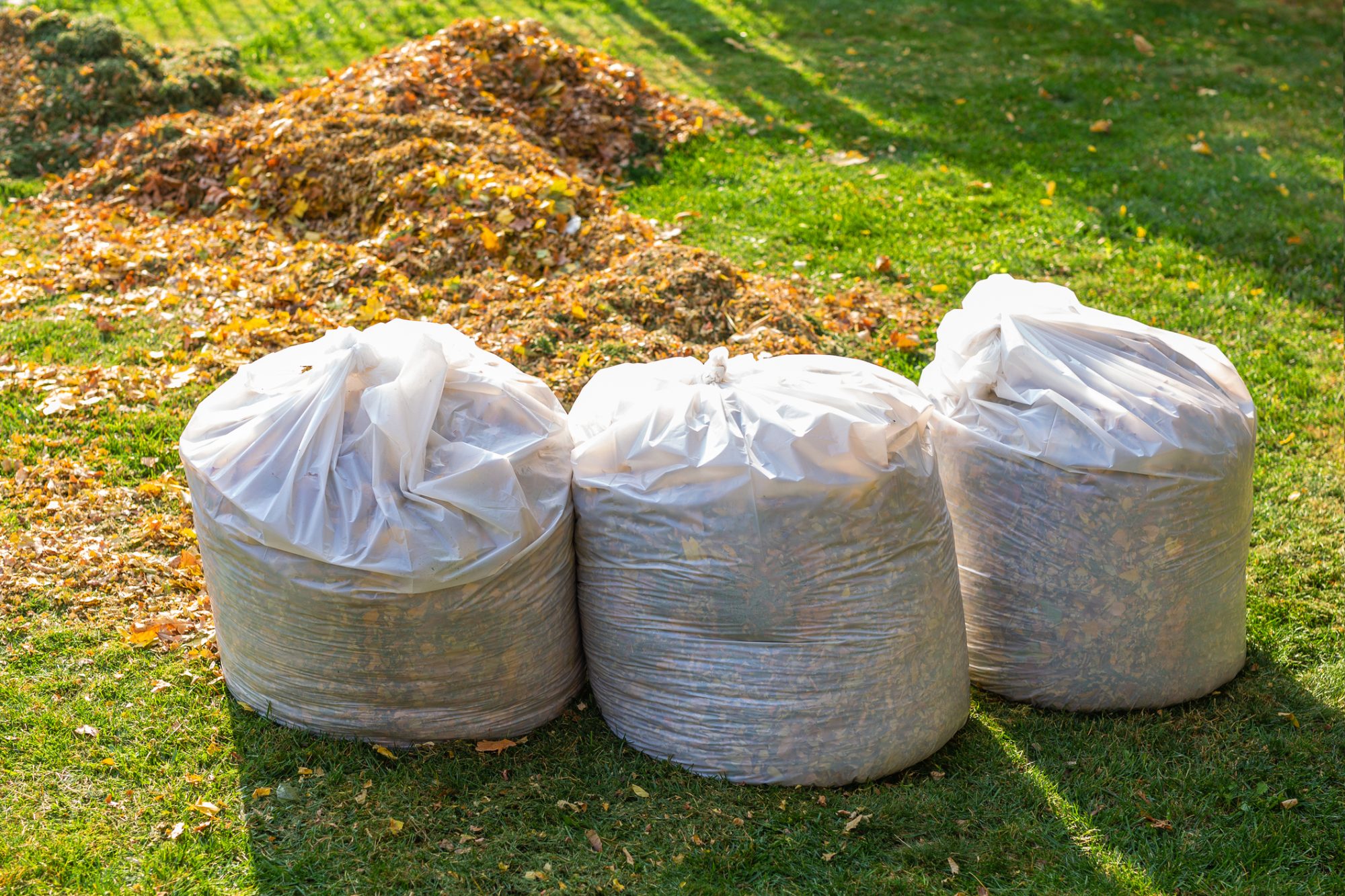 green waste/ rubbish removal